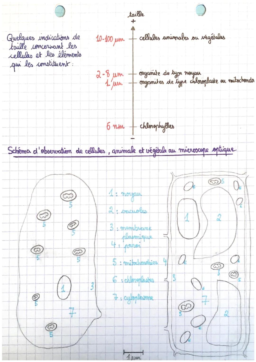 TP1:
"DA. fer organismes unicellulaires
les organismes pluricellulaires
Matrice extracellulaire: Espace situé entre les cellules d'un tissu 