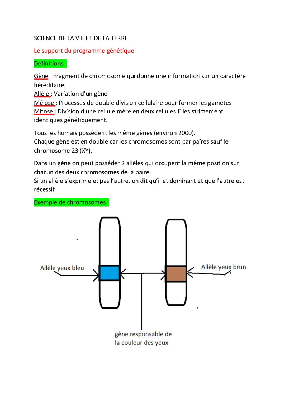 Découvre la Mitose et Méiose : Différences, Schémas et Phases