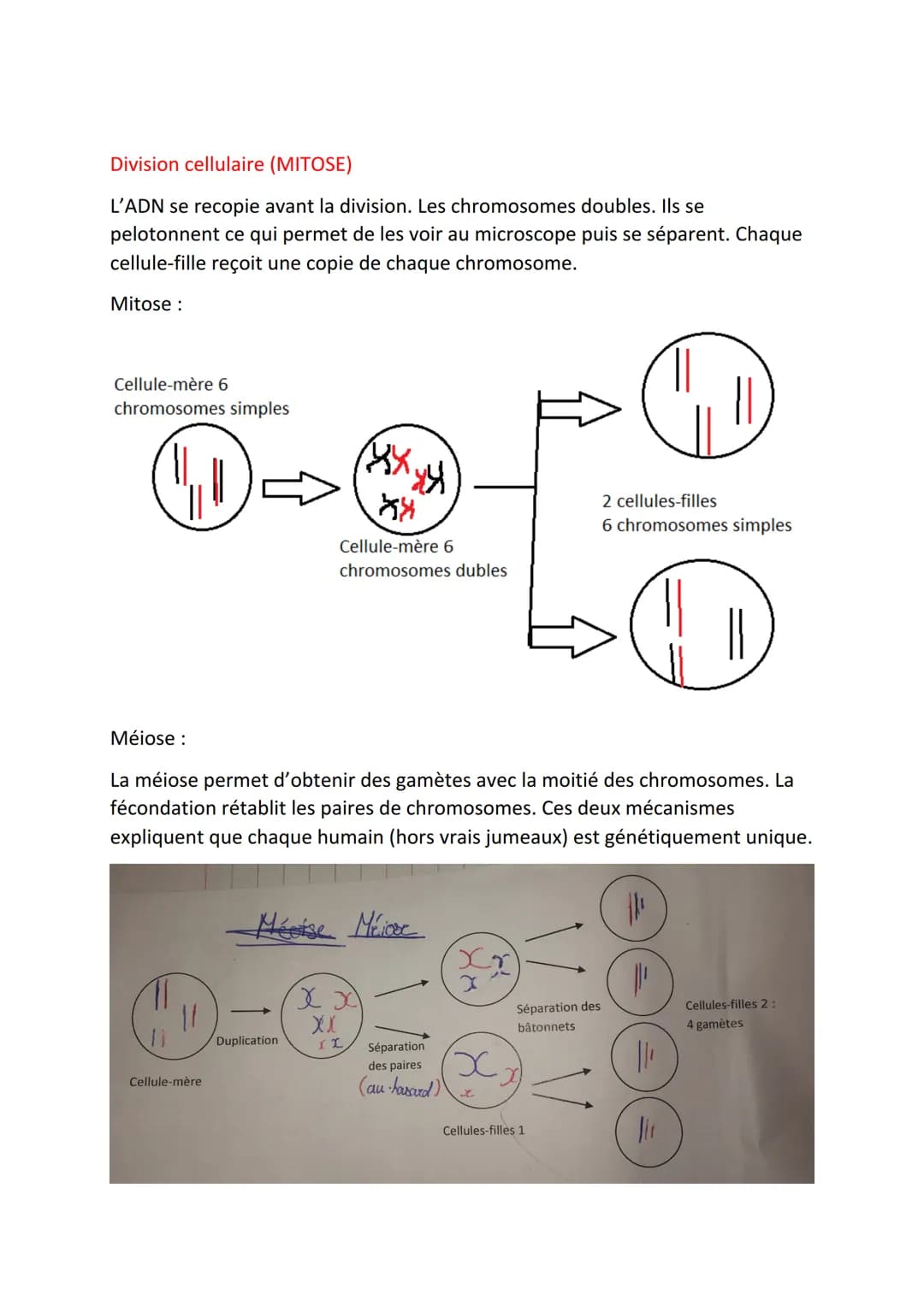 SCIENCE DE LA VIE ET DE LA TERRE
Le support du programme génétique
Définitions
Gène: Fragment de chromosome qui donne une information sur un