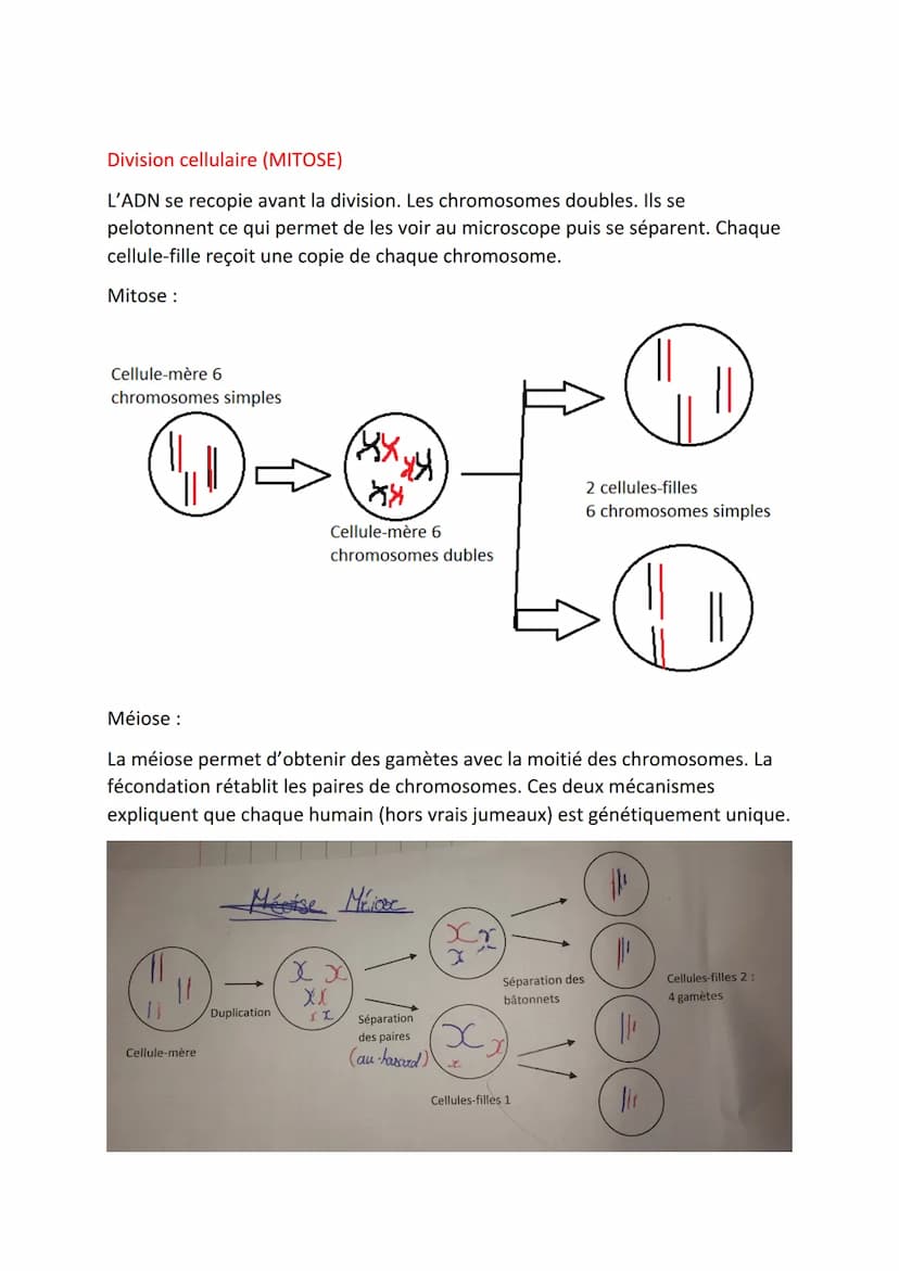 SCIENCE DE LA VIE ET DE LA TERRE
Le support du programme génétique
Définitions
Gène: Fragment de chromosome qui donne une information sur un
