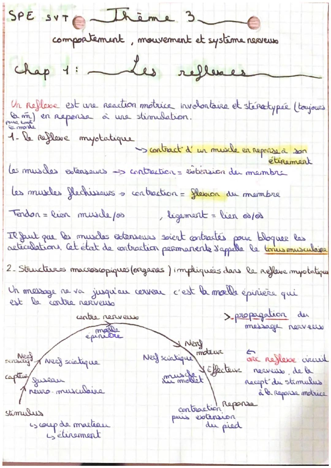 SPE SVT Theme 3.

comportement, mouvement et systime nerveus

chap 1: Les reflexes

Un Reflexe est une reaction motrice involontaire et ster