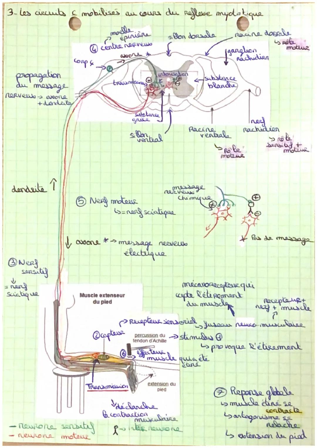 SPE SVT Theme 3.

comportement, mouvement et systime nerveus

chap 1: Les reflexes

Un Reflexe est une reaction motrice involontaire et ster