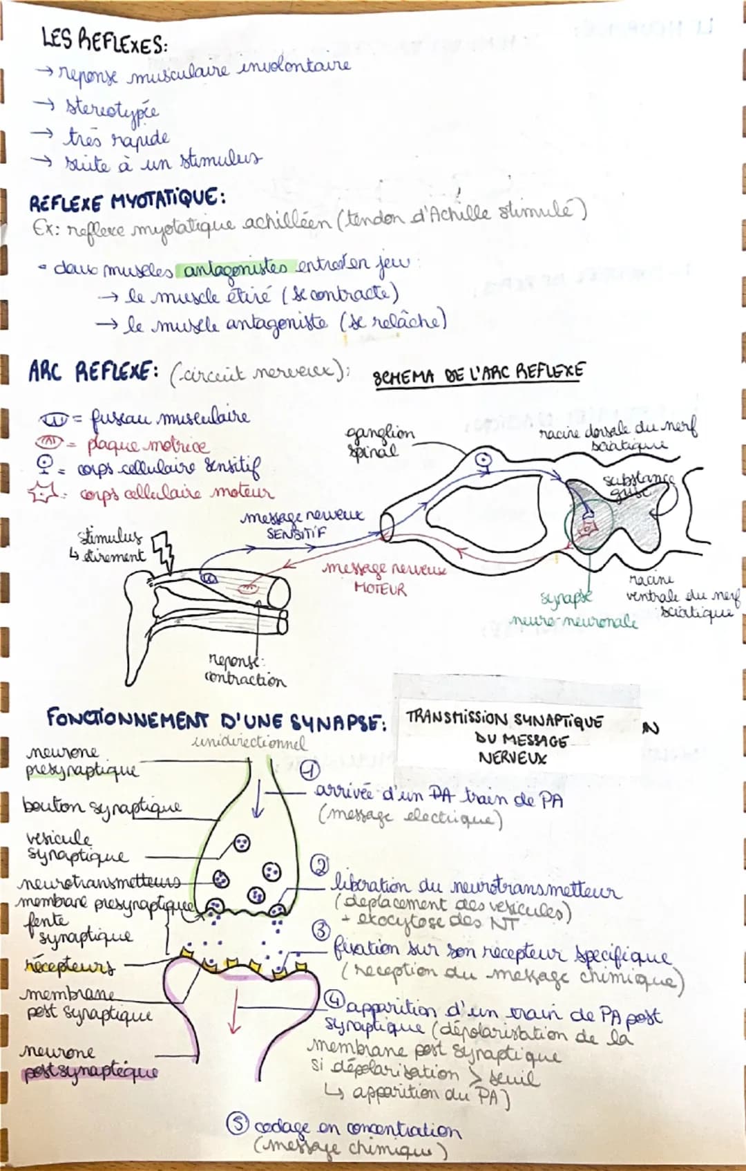 4
daux muscles antagonistes entreten
LES REFLEXES:
• reponse musculaire involontaire
→ stereotypée
très rapide
→ suite à un
stimulus
REFLEXE