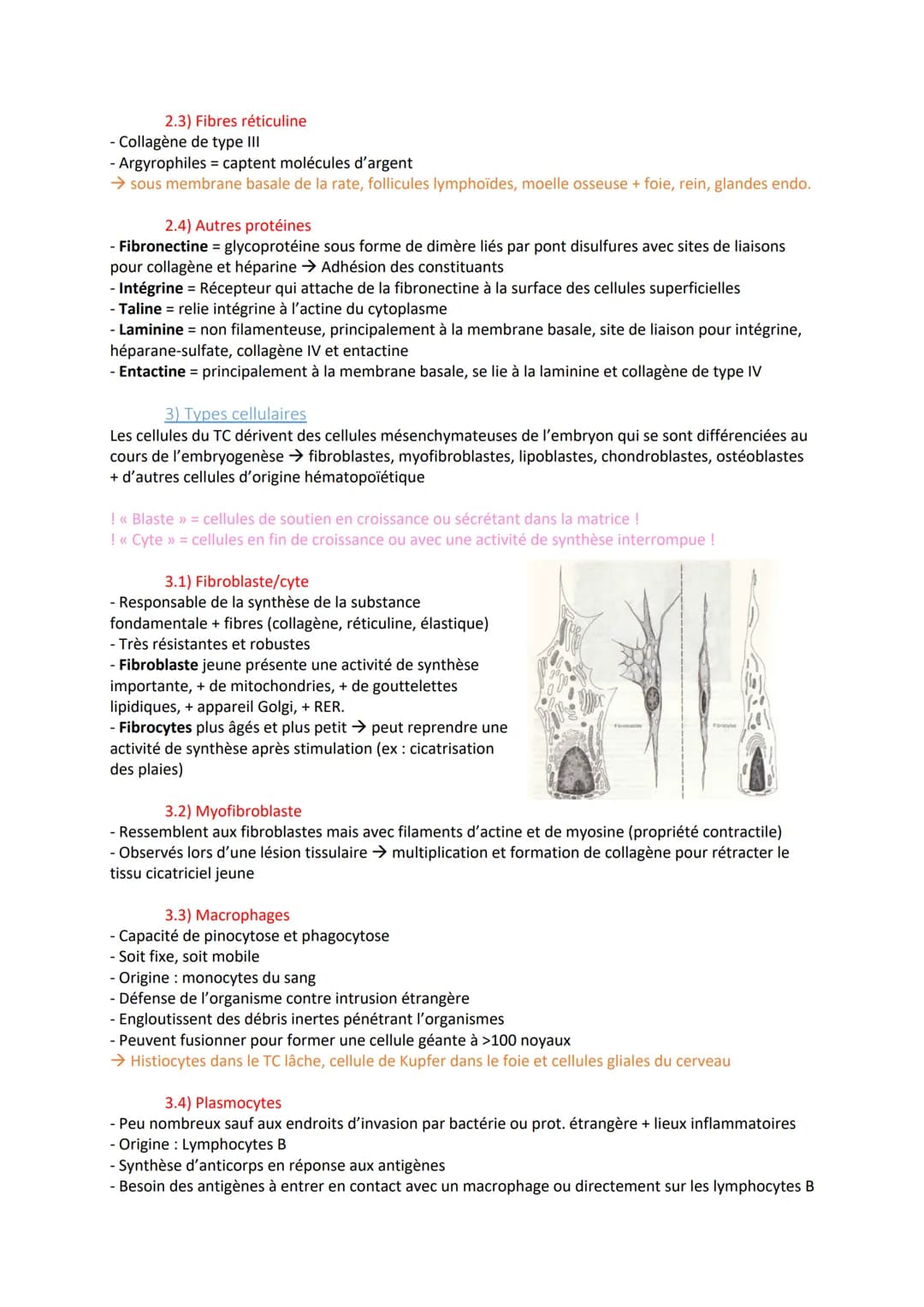 1) Introduction
- origine mésodermique
- Cellules de soutiens + matrice (= fibres + substances fondamentales)
- Vascularisé (sauf cartilagin
