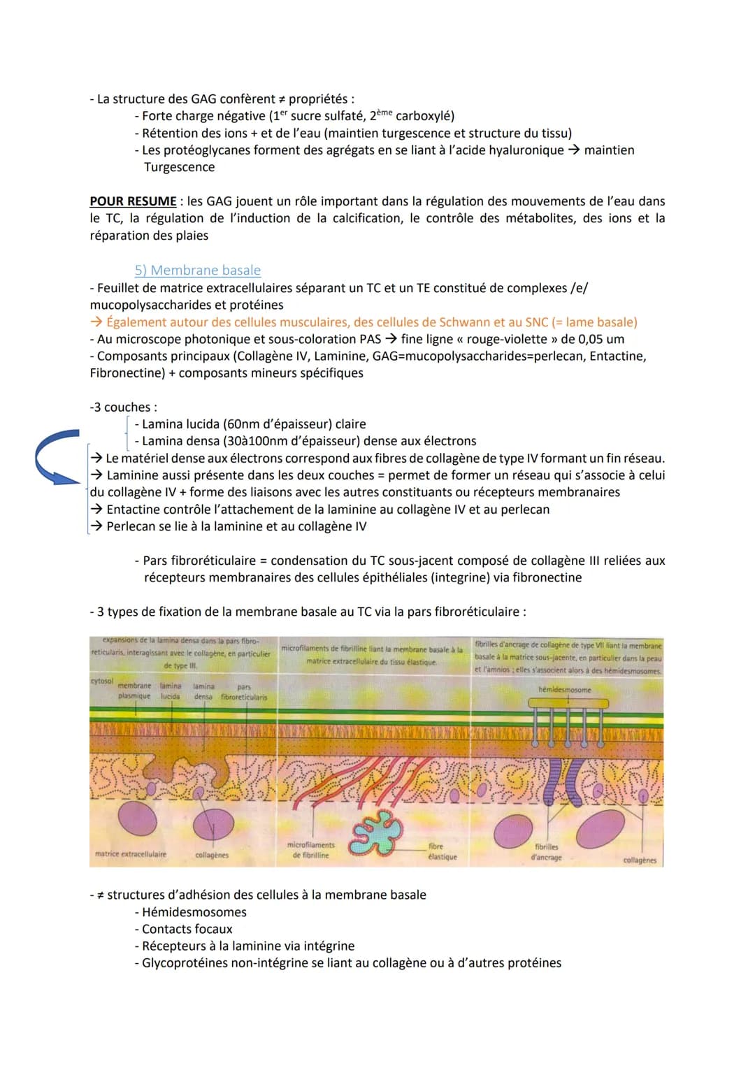 1) Introduction
- origine mésodermique
- Cellules de soutiens + matrice (= fibres + substances fondamentales)
- Vascularisé (sauf cartilagin
