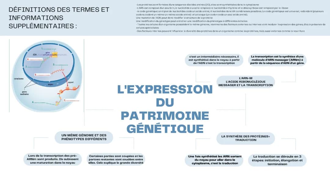 L'EXPRESSION DU PATRIMOINE GÉNÉTIQUE