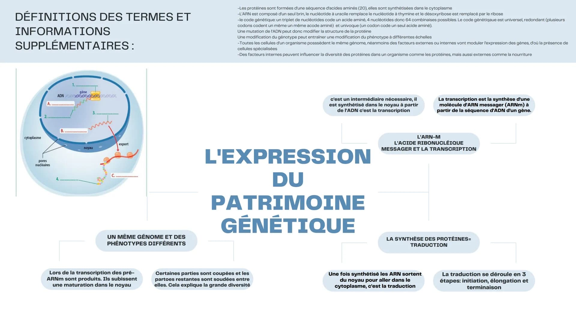 DÉFINITIONS DES TERMES ET
INFORMATIONS
SUPPLÉMENTAIRES:
cytoplasme
ADN
A...
pores
nucléaires
4.
1.
gène
0000000000x
B.................
noyau