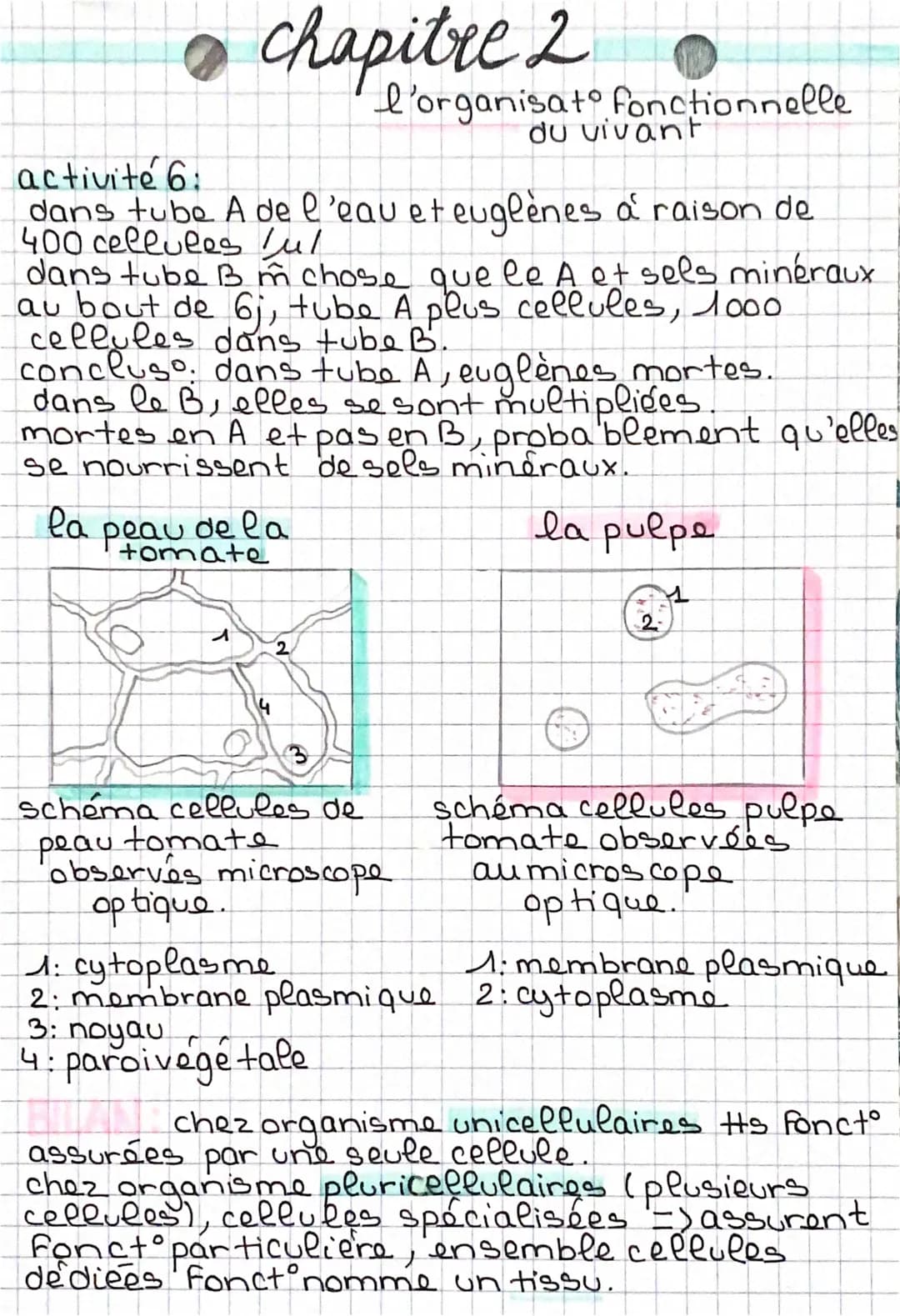 Chapitre 2
activité 6:
dans tube A de l'eau et euglènes à raison de
400 cellules ful
l'organisat fonctionnelle
du vivant
dans tube Bm chose 