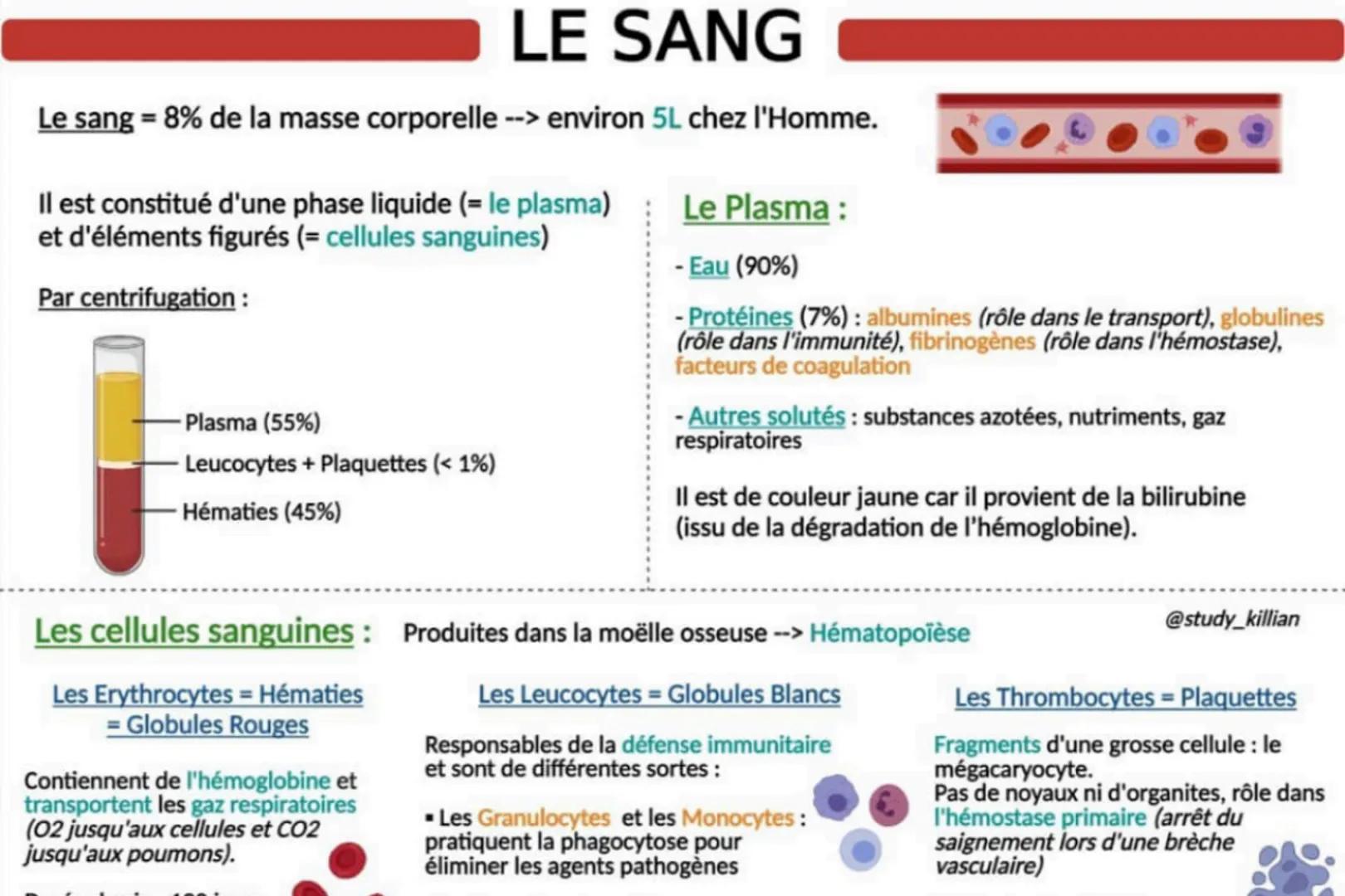 LE SANG
Le sang = 8% de la masse corporelle --> environ 5L chez l'Homme.
Il est constitué d'une phase liquide (= le plasma)
et d'éléments fi