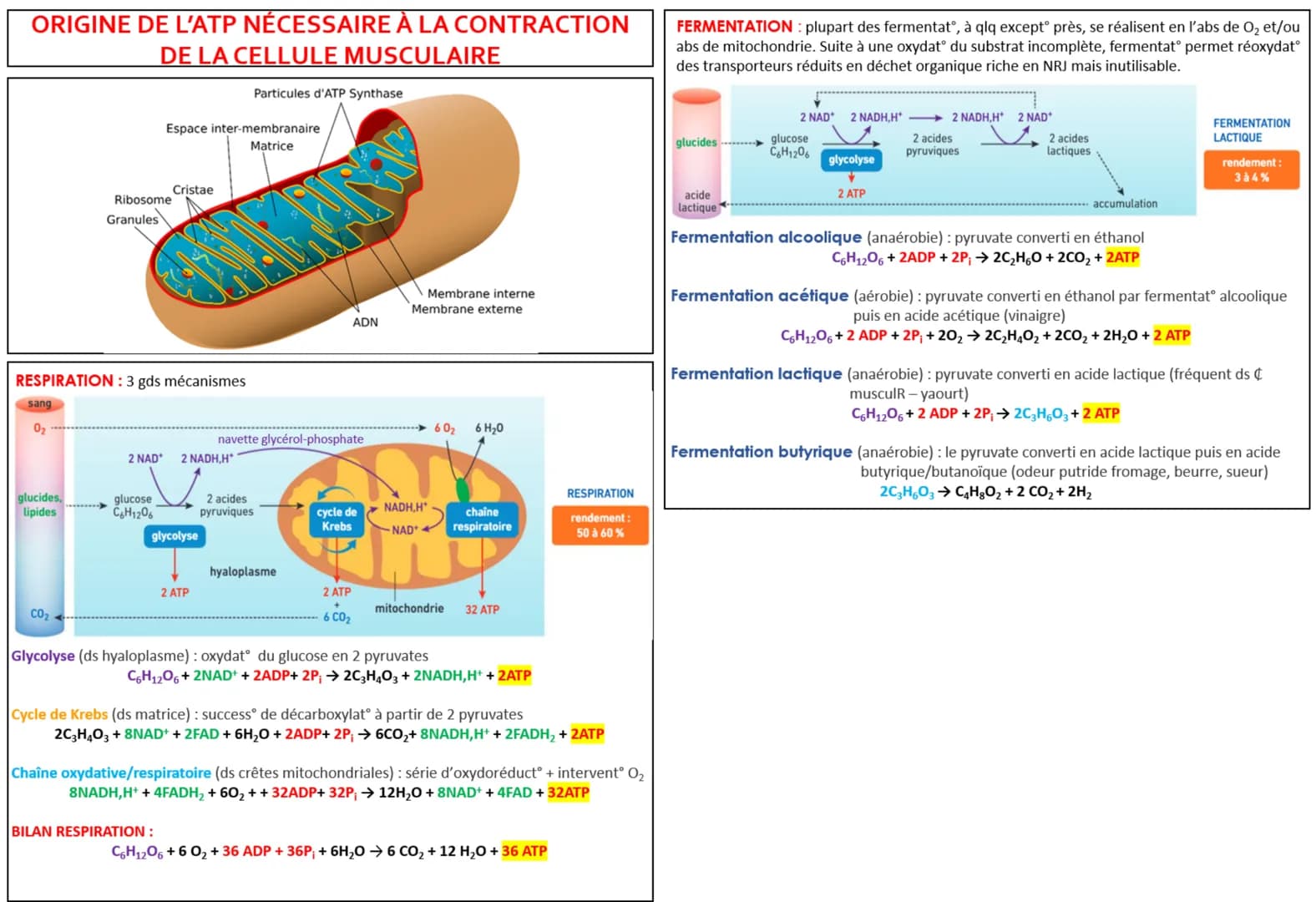 ORIGINE DE L'ATP NÉCESSAIRE À LA CONTRACTION
DE LA CELLULE MUSCULAIRE
Particules d'ATP Synthase
sang
0₂
glucides,
lipides
RESPIRATION : 3 gd