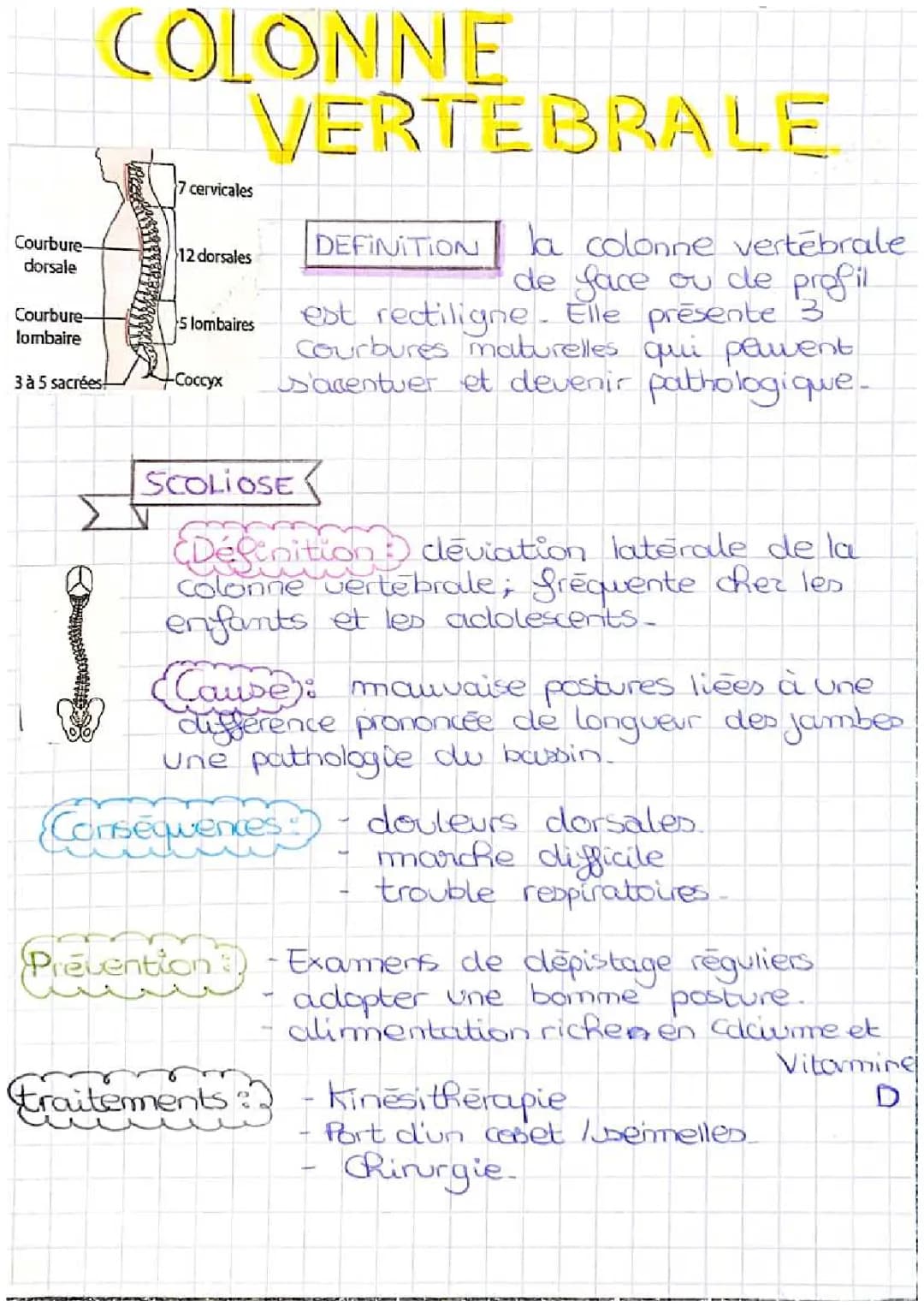 La Colonne vertébrale 