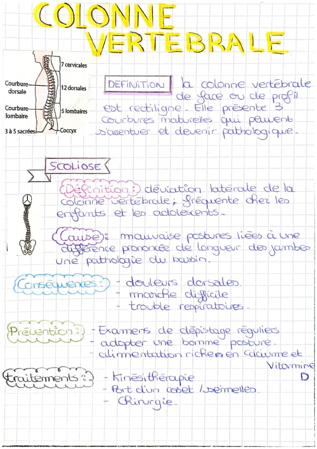 Courbure-
dorsale
Courbure-
lombaire
3 à 5 sacrées!
COLONNE
VERTEBRALE
la colonne vertebrale
de face ou de profil
est rectiligne. Elle prése