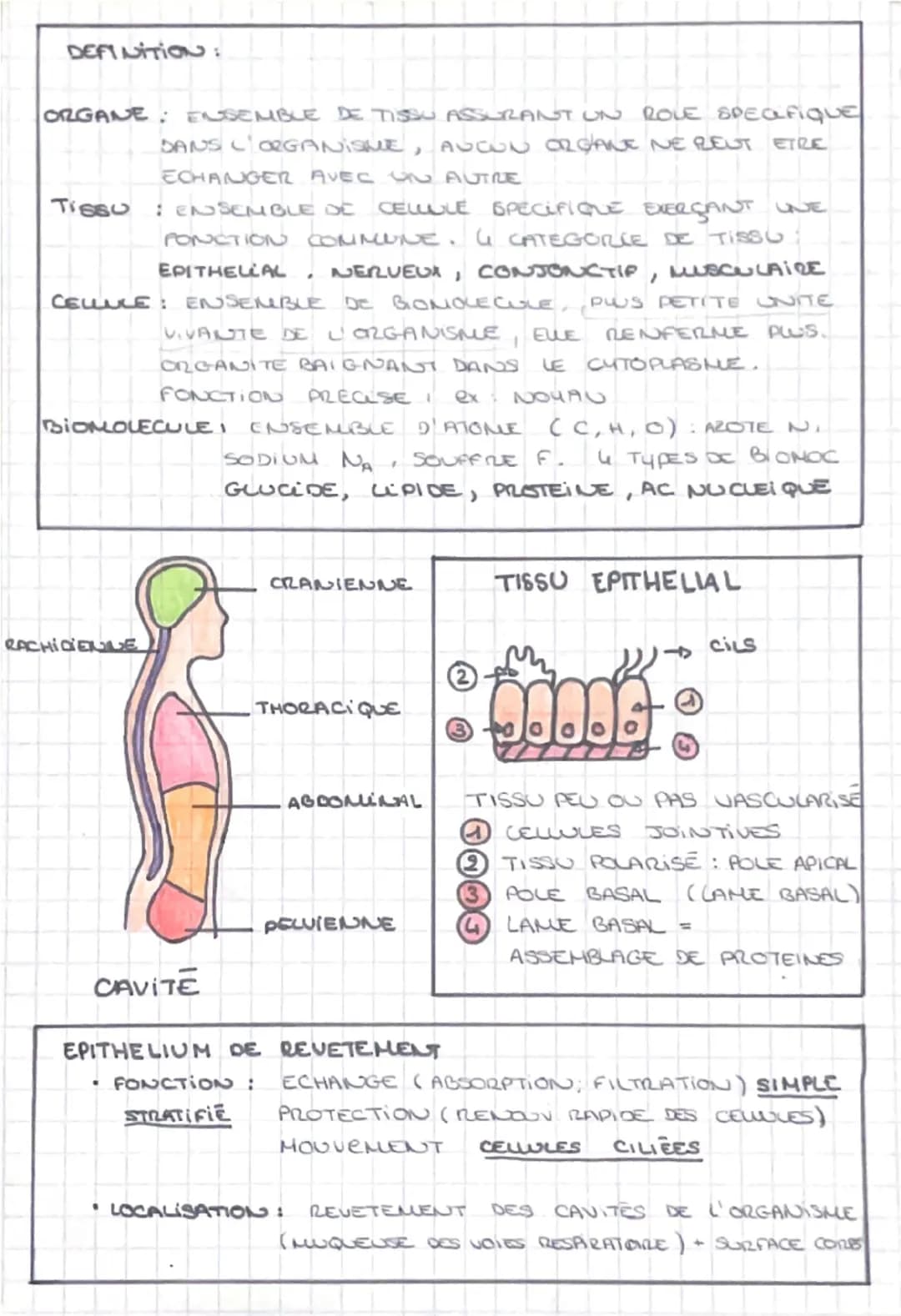 CHPA-ORGANISME
16 Niveaux D'ORGANISATIONS:
1. ORGANISHE 2. APPAREIL / SYSTEME 3. ORGANES
4. TISSUS
1.2.3 =
5. CELLULES
6. BIOMOLECULEB
ANATO