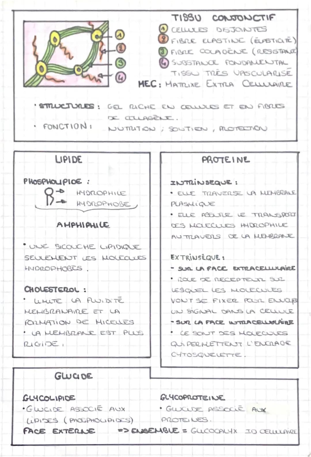 CHPA-ORGANISME
16 Niveaux D'ORGANISATIONS:
1. ORGANISHE 2. APPAREIL / SYSTEME 3. ORGANES
4. TISSUS
1.2.3 =
5. CELLULES
6. BIOMOLECULEB
ANATO
