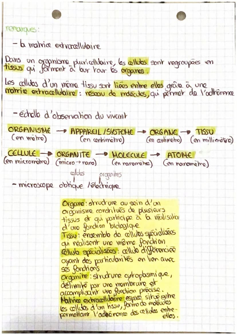 l'organisme pluxicellulaire,
ensemble de cellules
specialisées
um
DES ETRES-VIVANTS UNICELLULAIRES
Un organisme vivant unicellulaire réalise