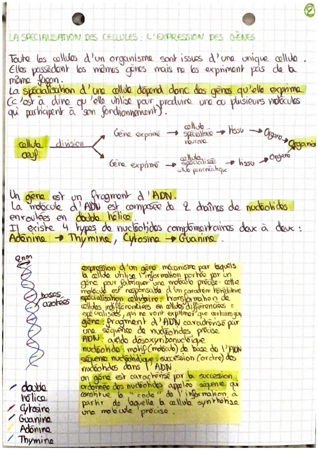 l'organisme pluxicellulaire,
ensemble de cellules
specialisées
um
DES ETRES-VIVANTS UNICELLULAIRES
Un organisme vivant unicellulaire réalise