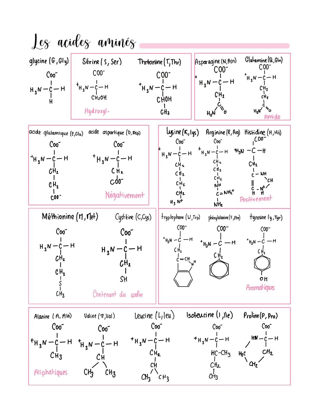 Les acides aminés
glycine (G, Gly) Sérine (S, Ser)
Coo
COO™
H₂N-C-H
H
H₂N-C-H
CH ₂
I
acide glutamique (E,Glu) acide aspartique (D, Asp)
Coo™