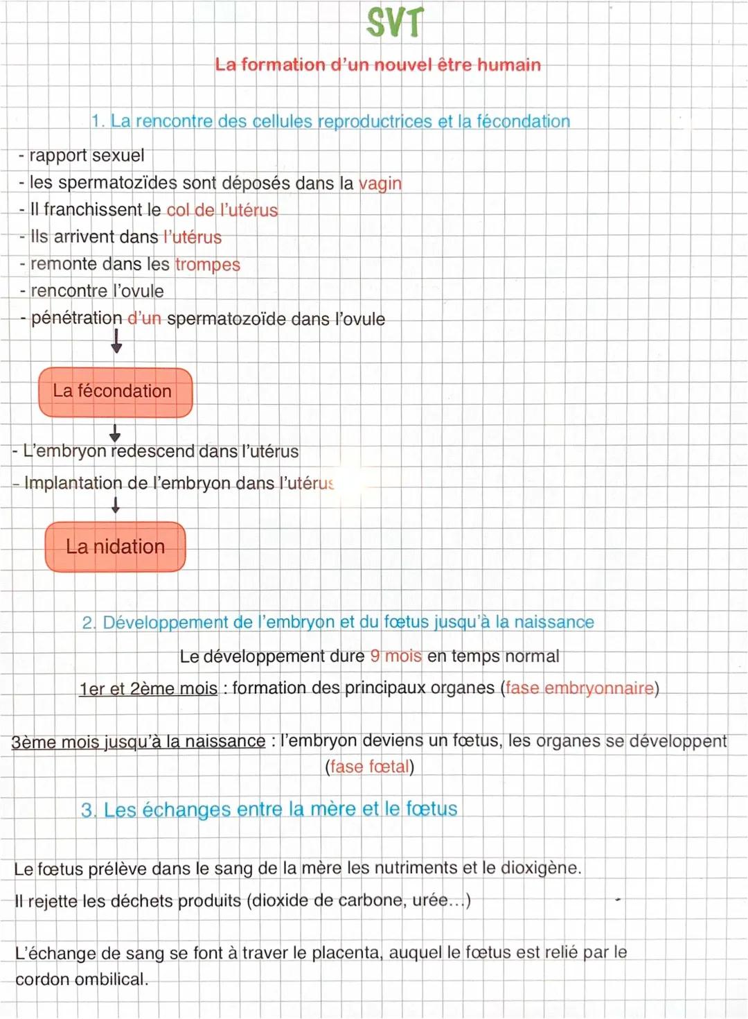 Comment un Bébé Commence : Le Processus de Fécondation Humaine Expliqué