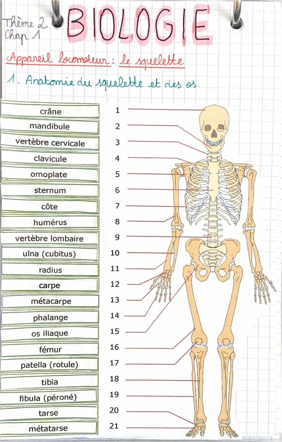 Découvre le Squelette Humain : Schémas et PDF Amusants