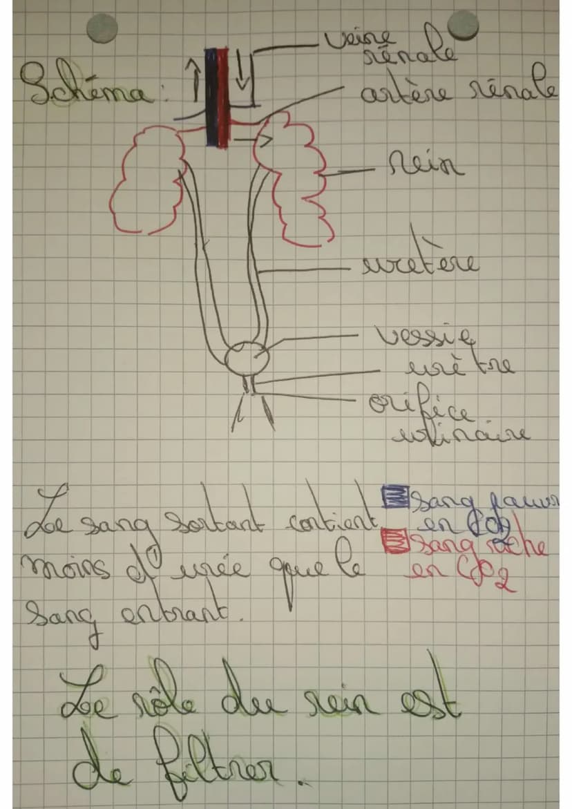 S.V.t
L elimination des déchets for les saure
Clinigration des déchets produit
par les cellules
Les cellules produisent 2 déchets
que' il fa