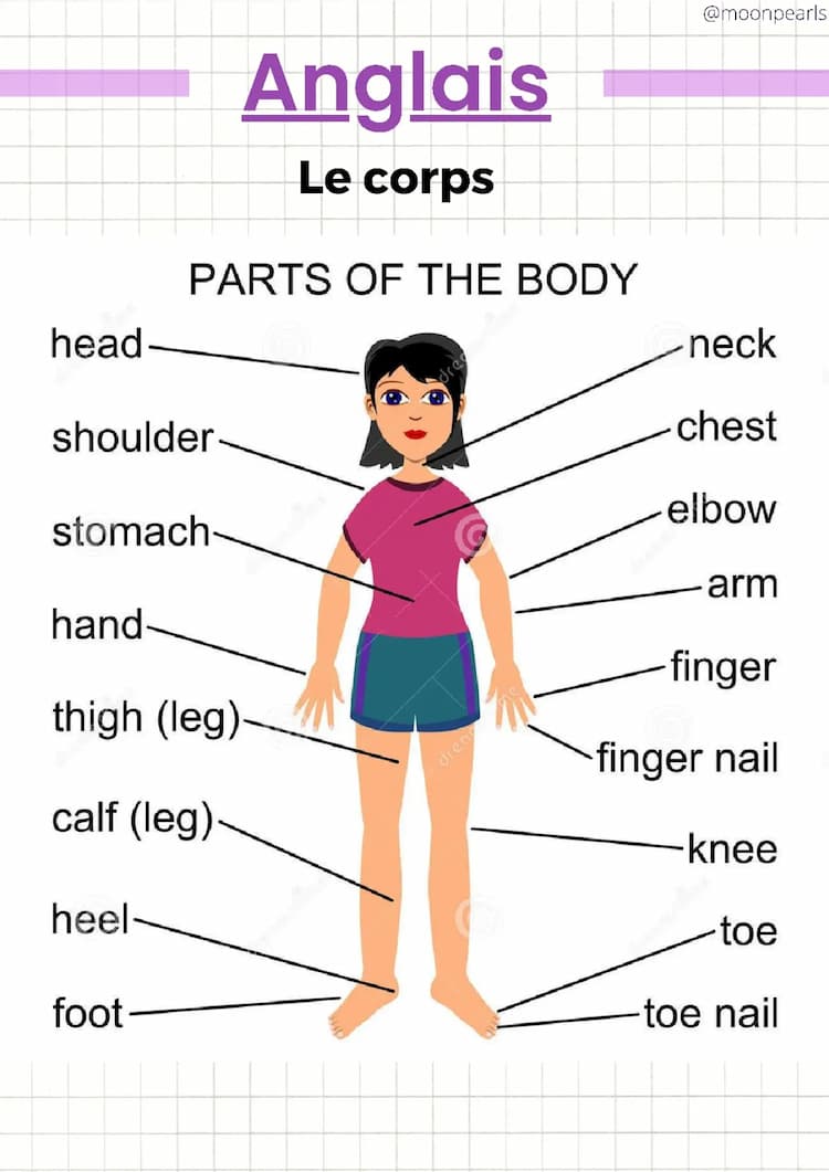 Know Le corps - Anglais thumbnail