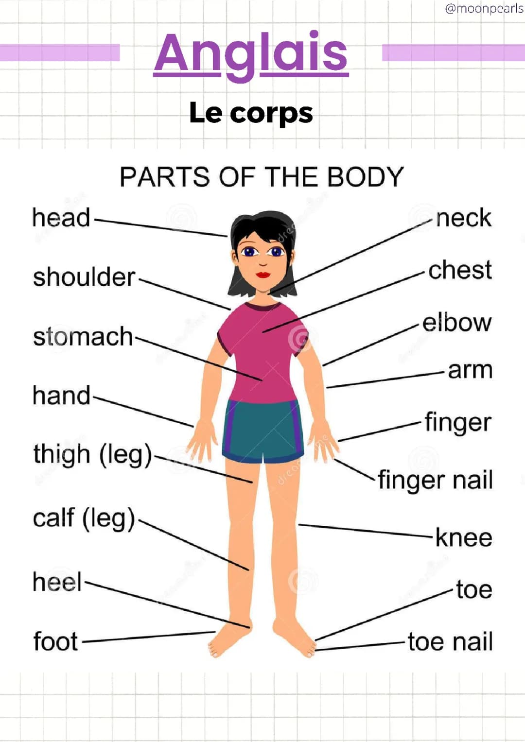 Le corps - Anglais