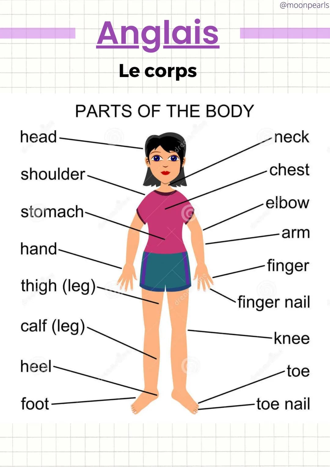head
shoulder
Anglais
Le corps
PARTS OF THE BODY
stomach
hand
thigh (leg)
calf (leg)
heel
foot-
dreame
@moonpearls
neck
chest
dream Ow
arm
-