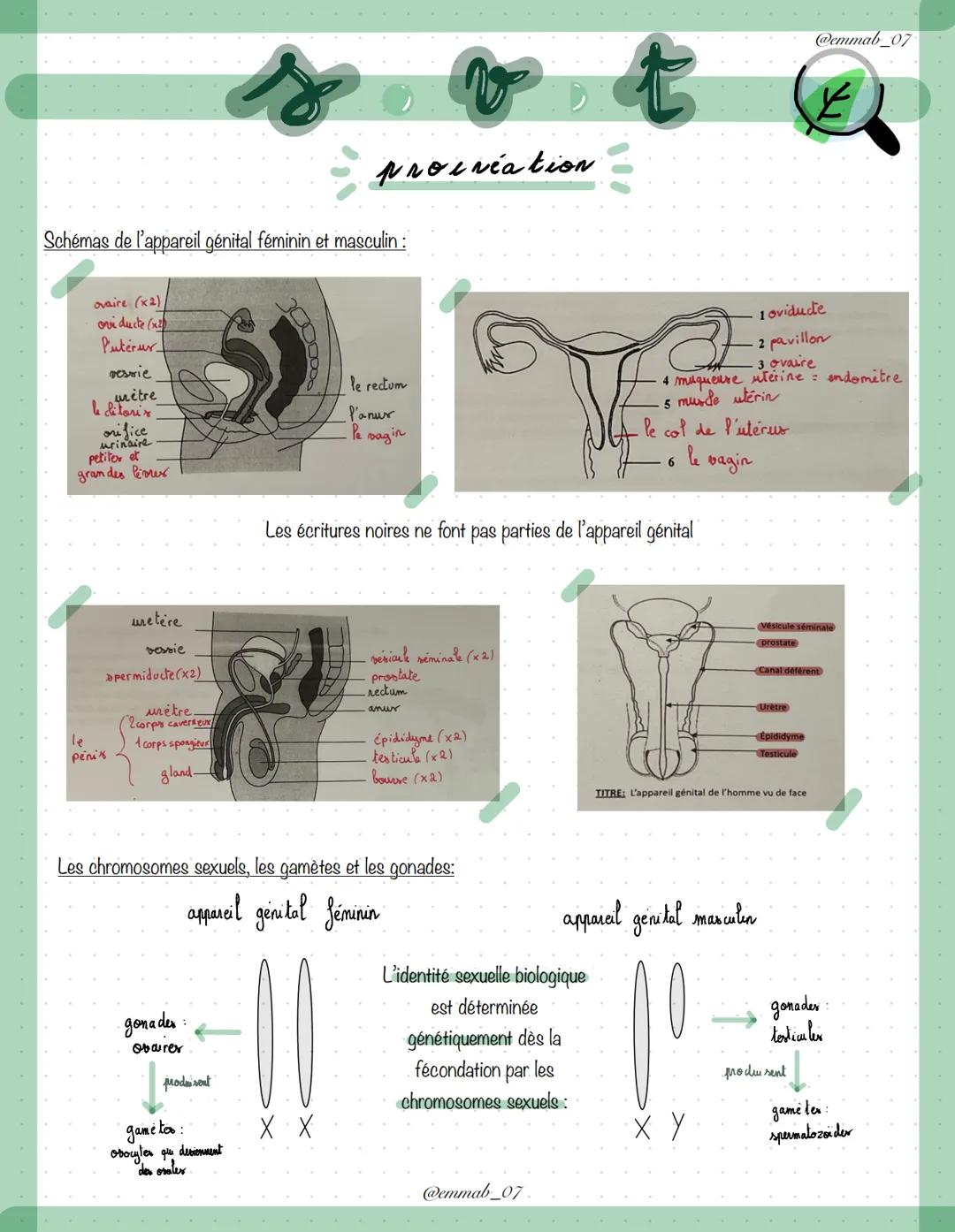 Schémas de l'appareil génital féminin et masculin :
ovaire (x2)
ovi ducte (x2)
Puterur
ressie
mètre
le ditoris
orifice
urinaire
petitor et
g