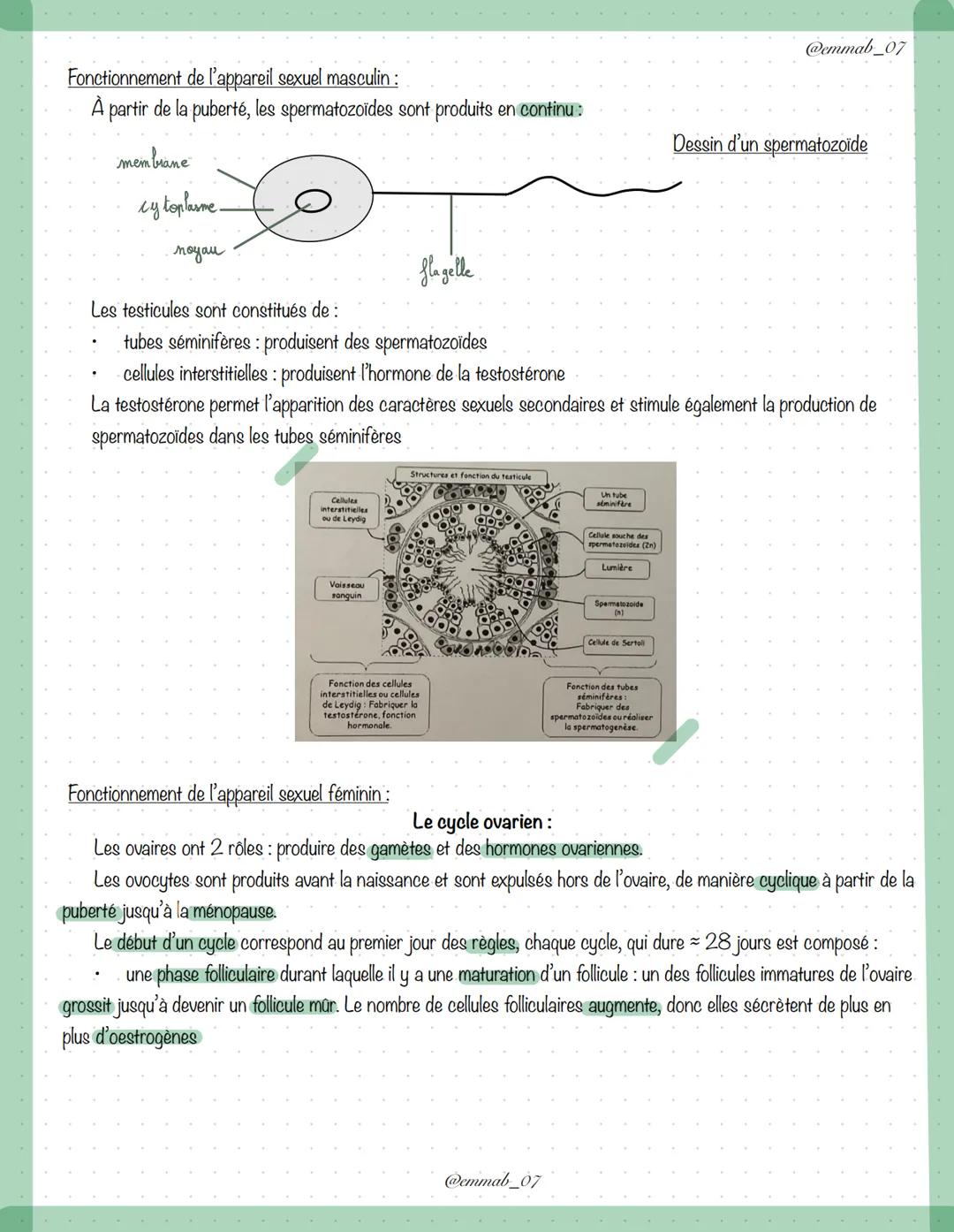 Schémas de l'appareil génital féminin et masculin :
ovaire (x2)
ovi ducte (x2)
Puterur
ressie
mètre
le ditoris
orifice
urinaire
petitor et
g