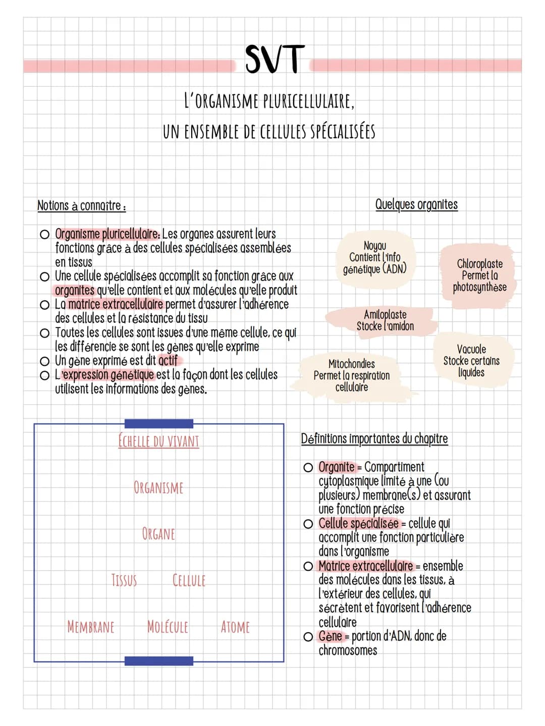 SVT
L'ORGANISME PLURICELLULAIRE,
UN ENSEMBLE DE CELLULES SPÉCIALISÉES
Notions à connaître :
Organisme pluricellulaire: Les organes assurent 