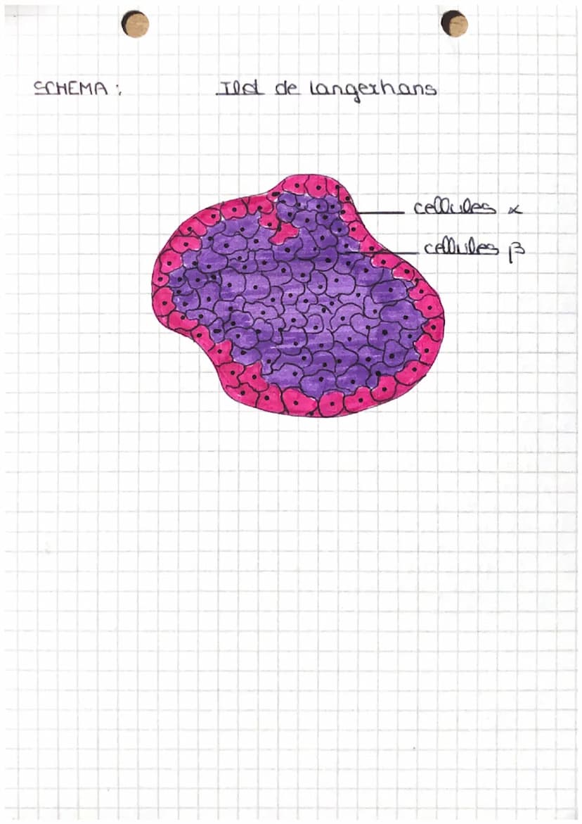 -RESERVES
->
glucose
&
~FLUX~
cellules musculaires ont besoin de nutriments
glucose
->
diexygène 7 PULISÉS DANS LE SANG
GLYCEMIE
concentrati