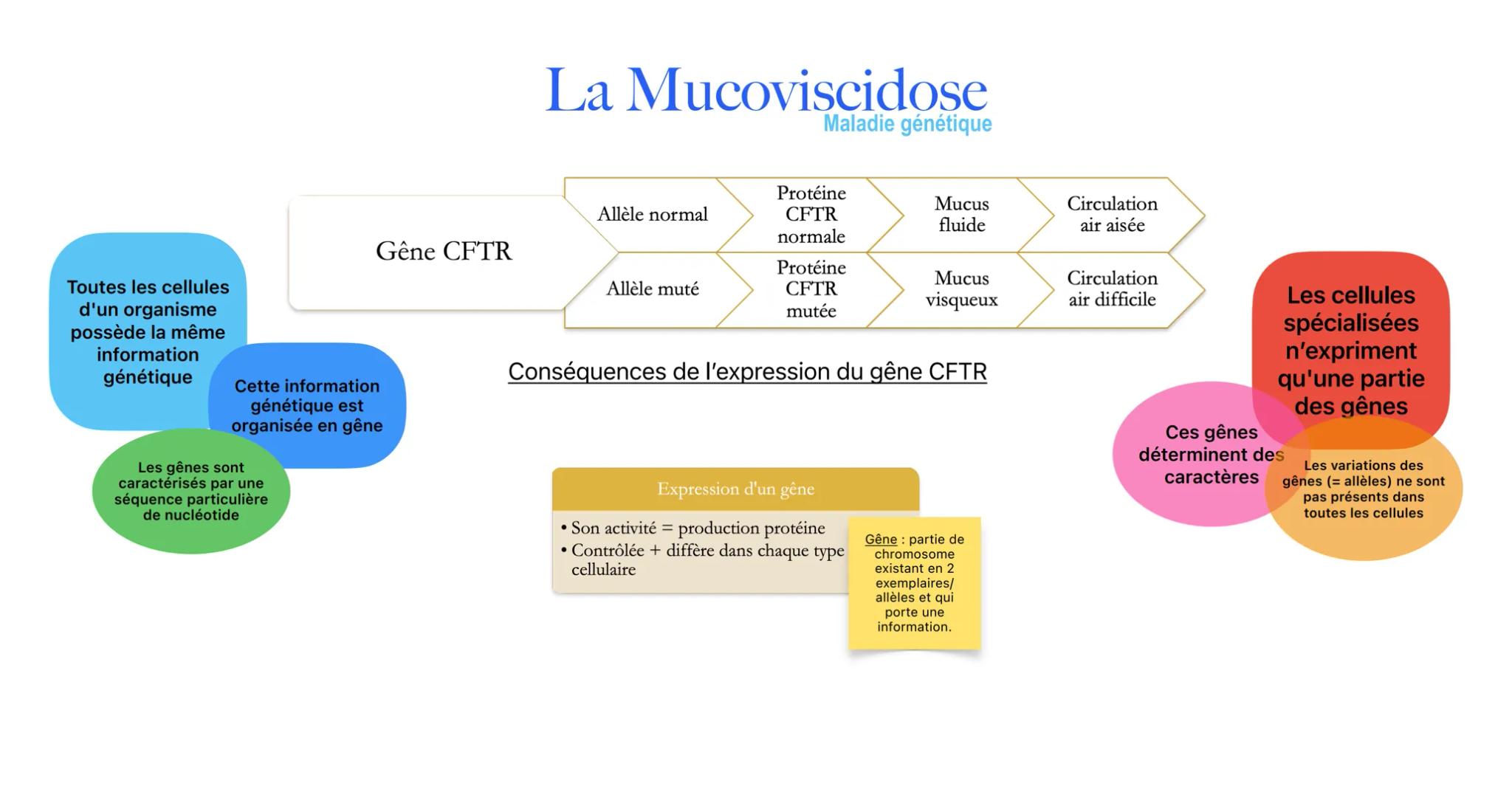 # La Mucoviscidose
Maladie génétique

Allèle normal

Protéine
CFTR
normale

Mucus
fluide

Circulation
air aisée

Gêne CFTR

Allèle muté

Pro