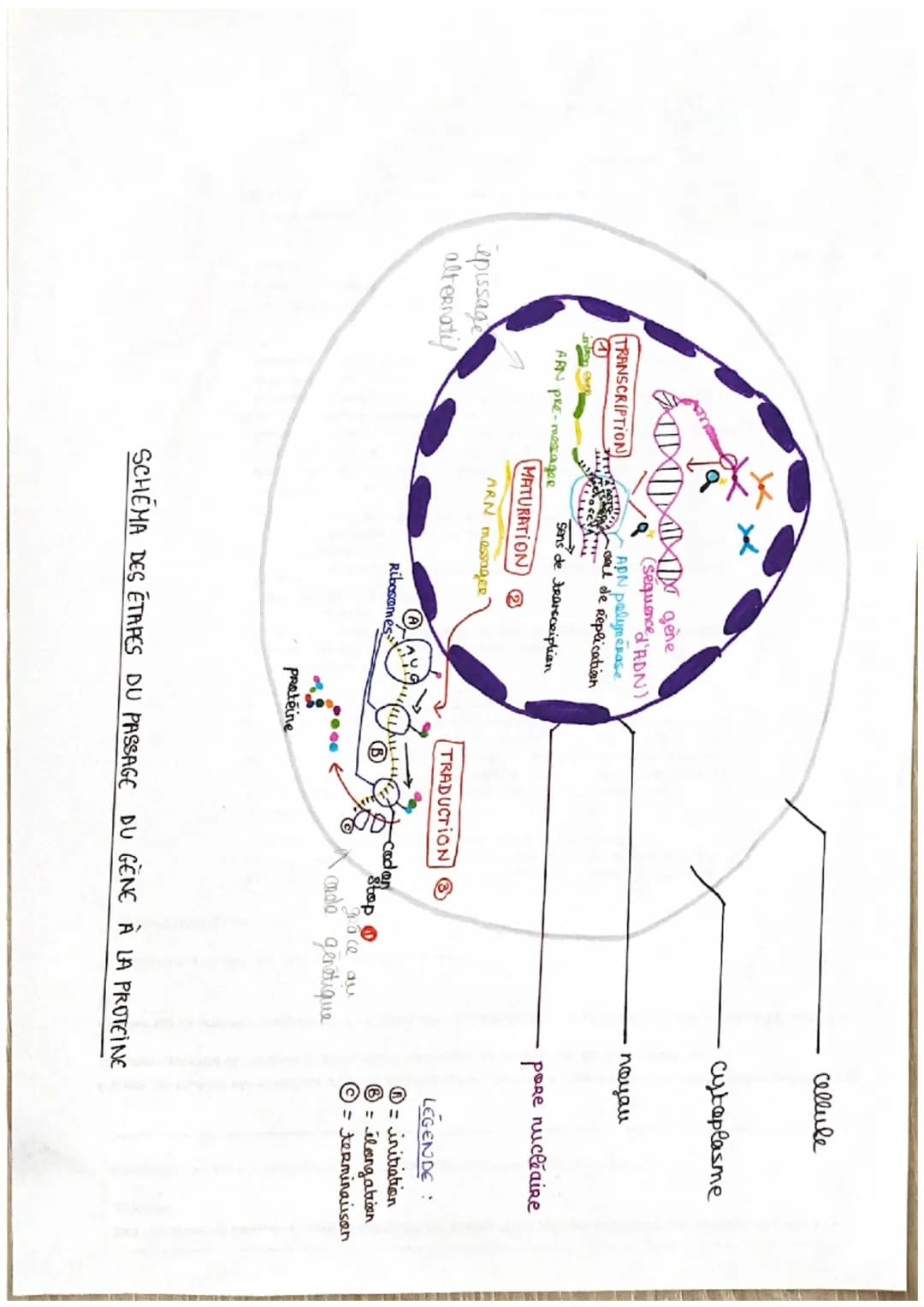 NMM gene
(Sequence d'ADN
APN polymerase
Col de Réplication
Sens de transcription
TRANSCRIPTION
ARN PRE-massageR
MATURATION 2
epissage
altern