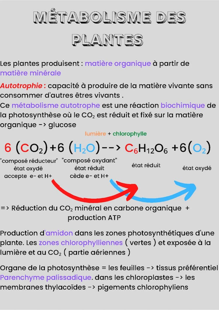 Know SVT-Métabolisme de la plante  thumbnail