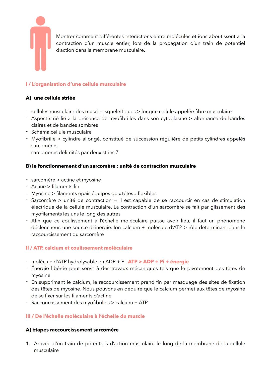 Montrer comment différentes interactions entre molécules et ions aboutissent à la
contraction d'un muscle entier, lors de la propagation d'u