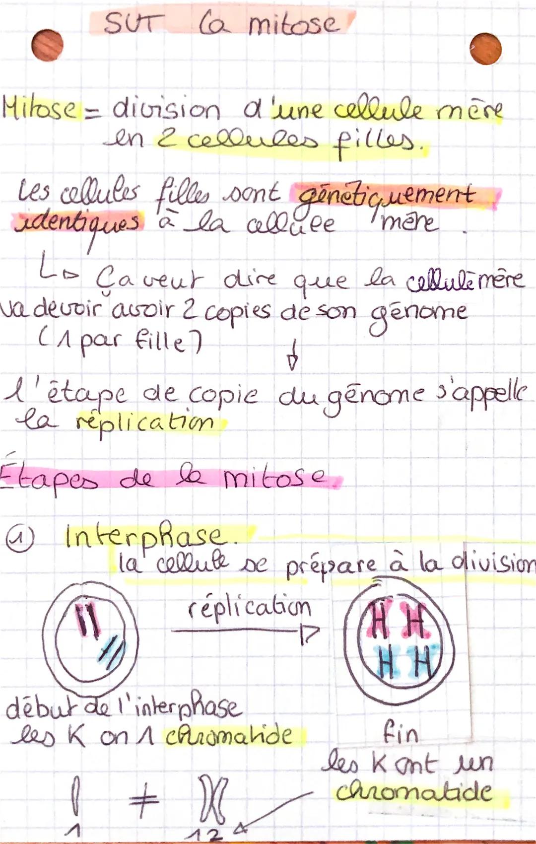 SUT Ca mitose

Milose division d'une cellule mère
en 2 cellules filles.

Les cellules filles sont génétiquement
identiques à la celluce

Lo 