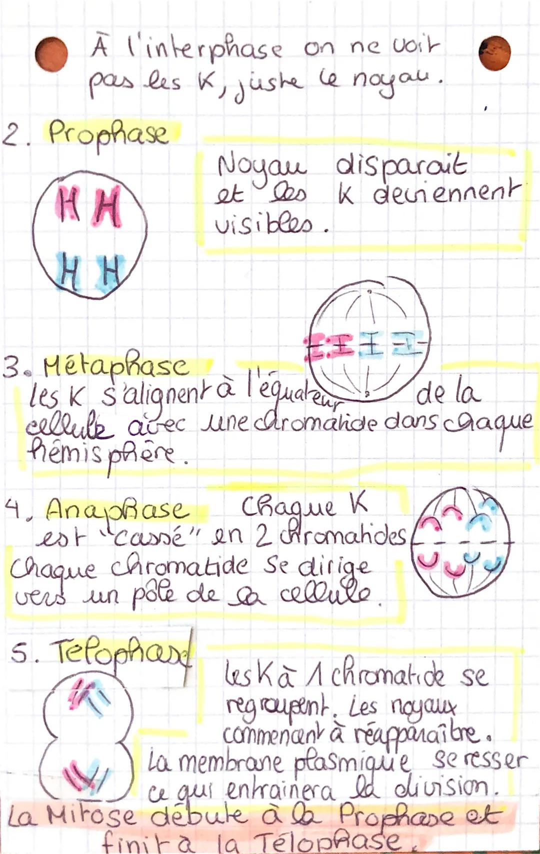 SUT Ca mitose

Milose division d'une cellule mère
en 2 cellules filles.

Les cellules filles sont génétiquement
identiques à la celluce

Lo 