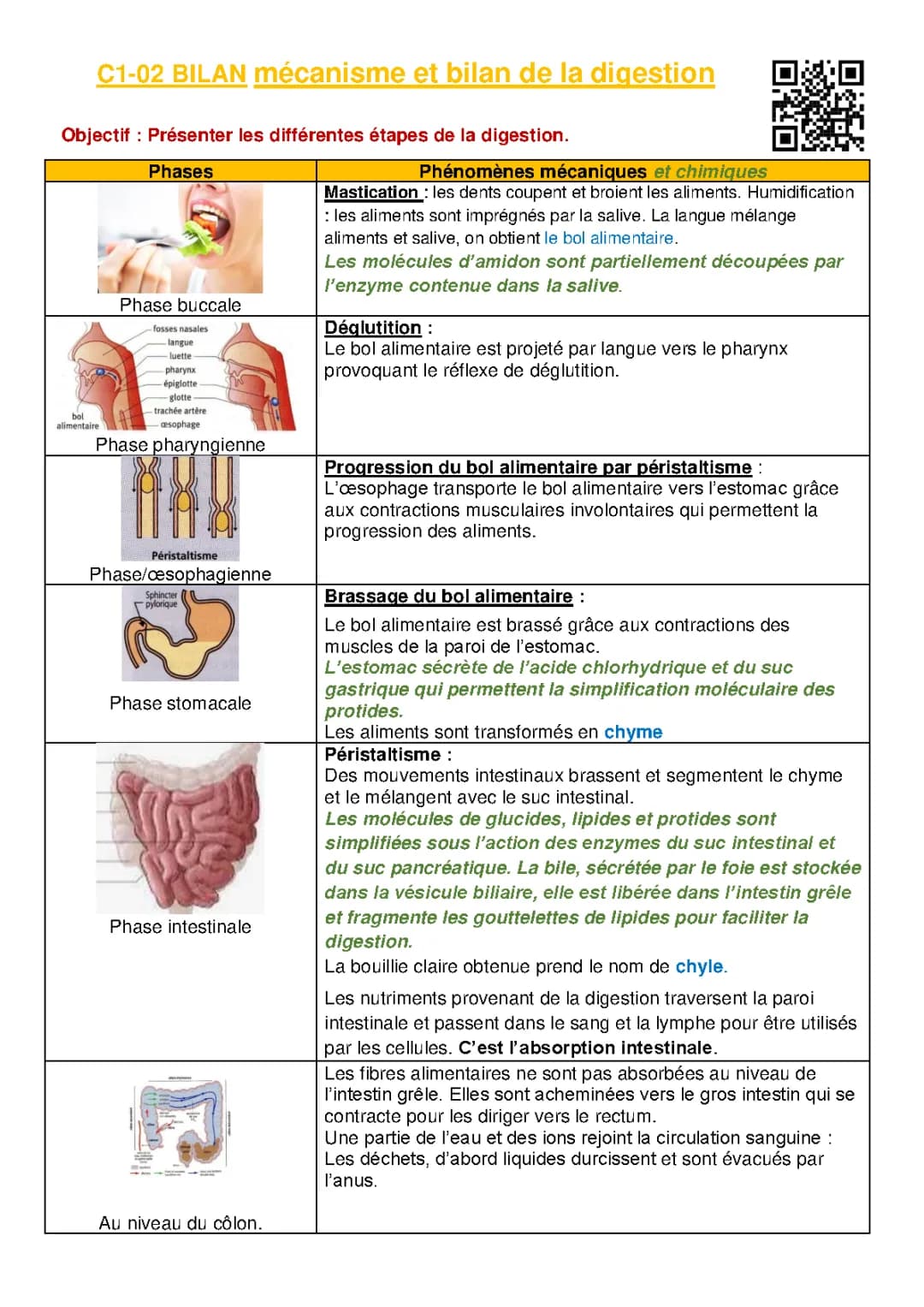 Tableau des étapes de la digestion: Les 5 étapes, digestion mécanique et chimique des aliments PDF