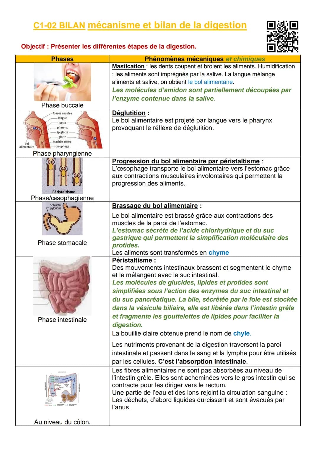 C1-02 BILAN mécanisme et bilan de la digestion
Objectif : Présenter les différentes étapes de la digestion.
Phases
bol
alimentaire
Phase buc