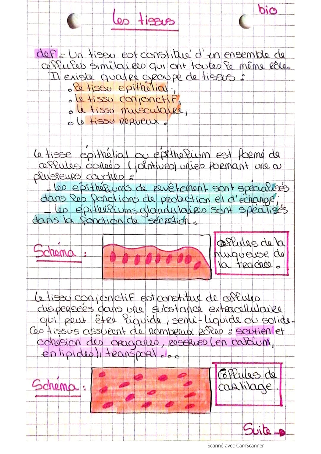 les tissus
def - Un tissu est constitue' d'en ensemble de
ceffules similaires qui ont toutes le même pôles
Il existe quatre groupe de tissus