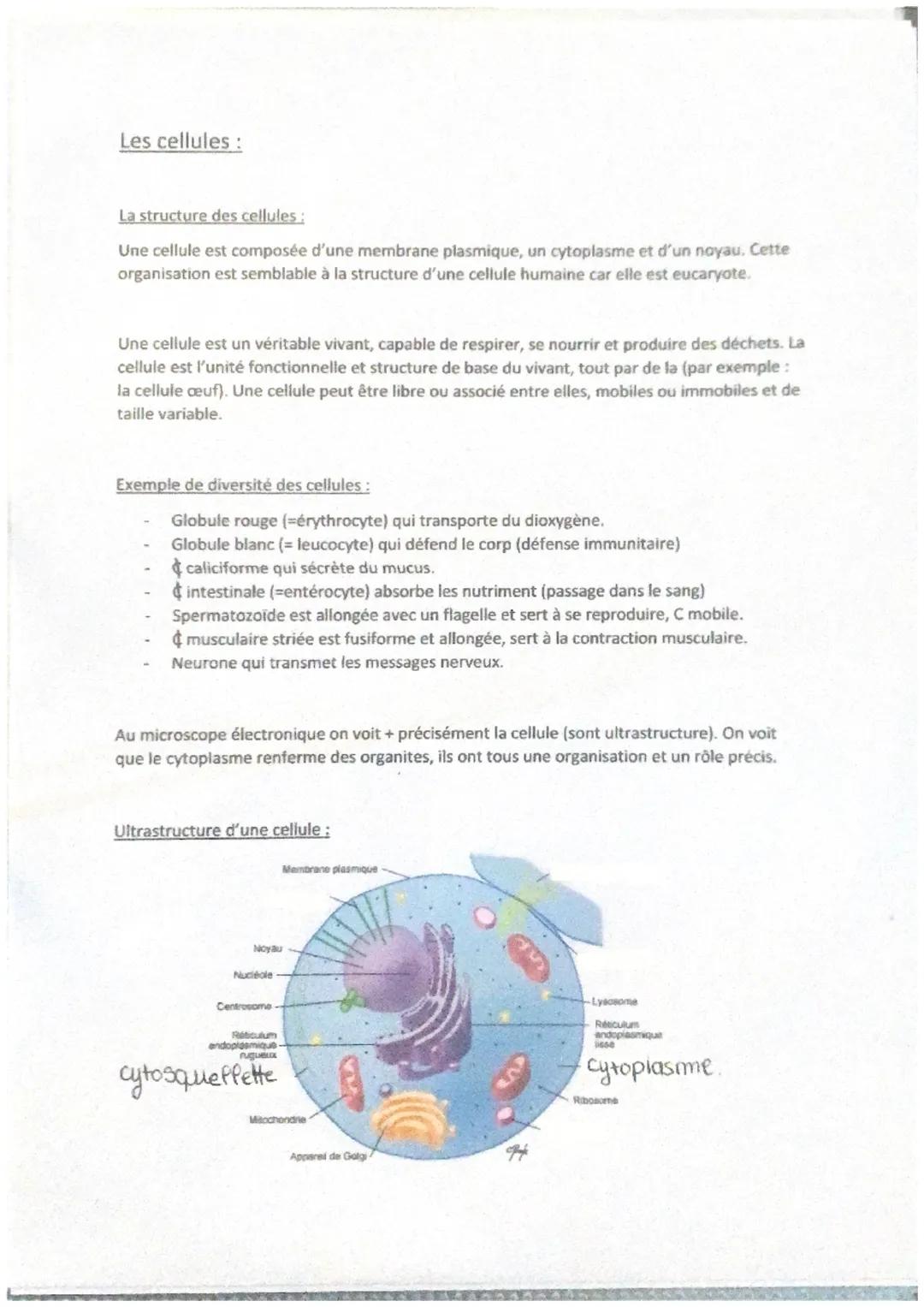 Fonction de reproduction :
(Voir schéma n4)
Assuré par les appareils génitaux qui eux assurent la transmission de la vie.
Les familles de ti