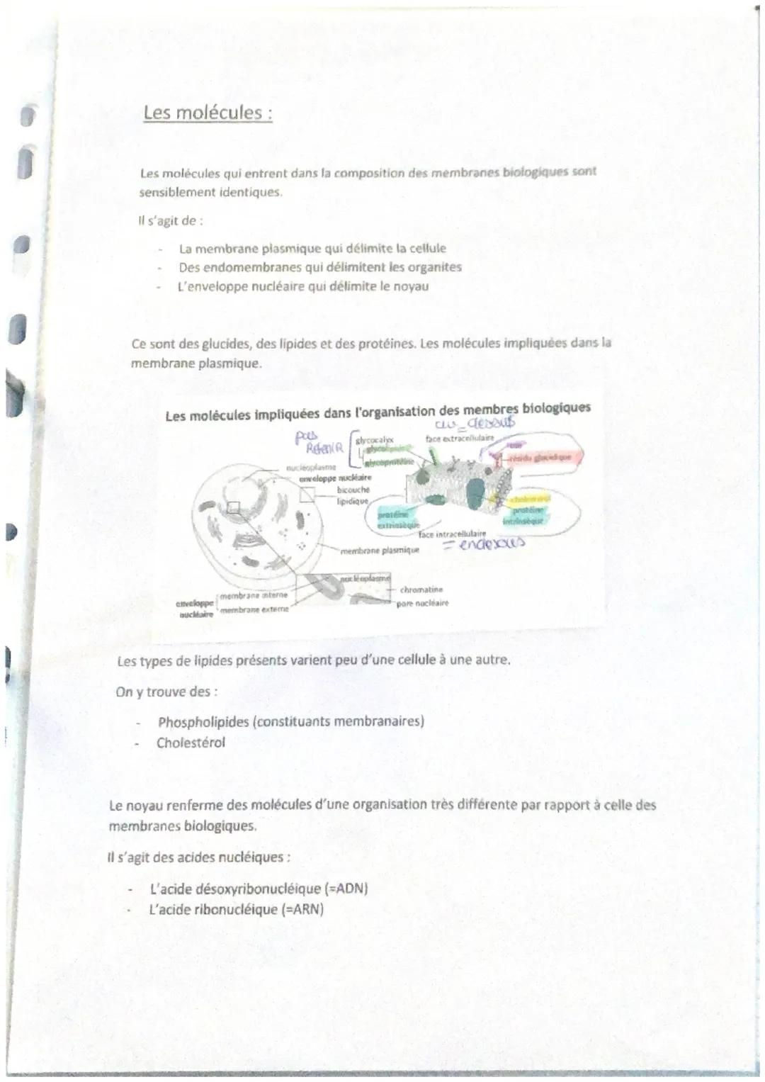 Fonction de reproduction :
(Voir schéma n4)
Assuré par les appareils génitaux qui eux assurent la transmission de la vie.
Les familles de ti