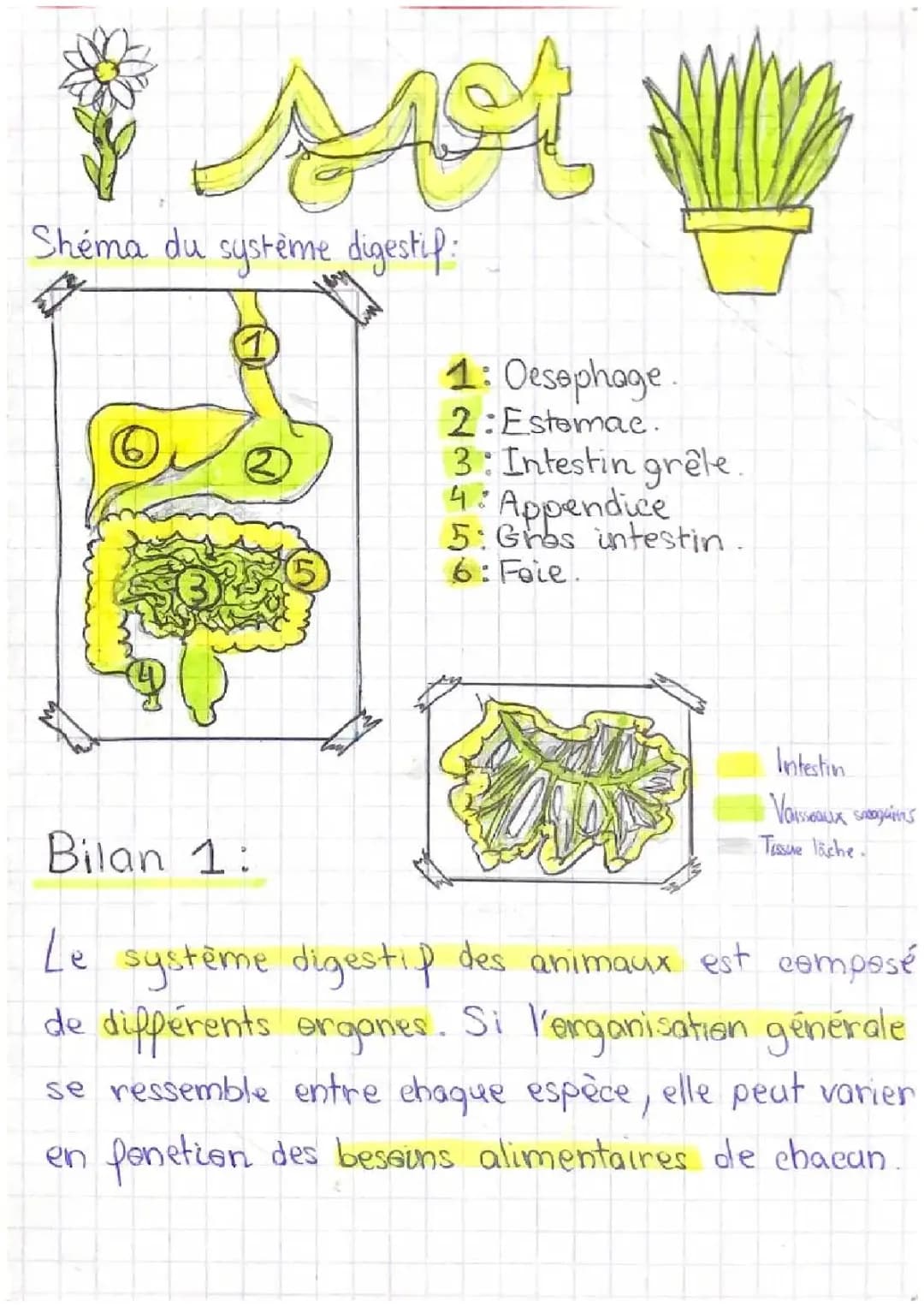 Le système digestif 