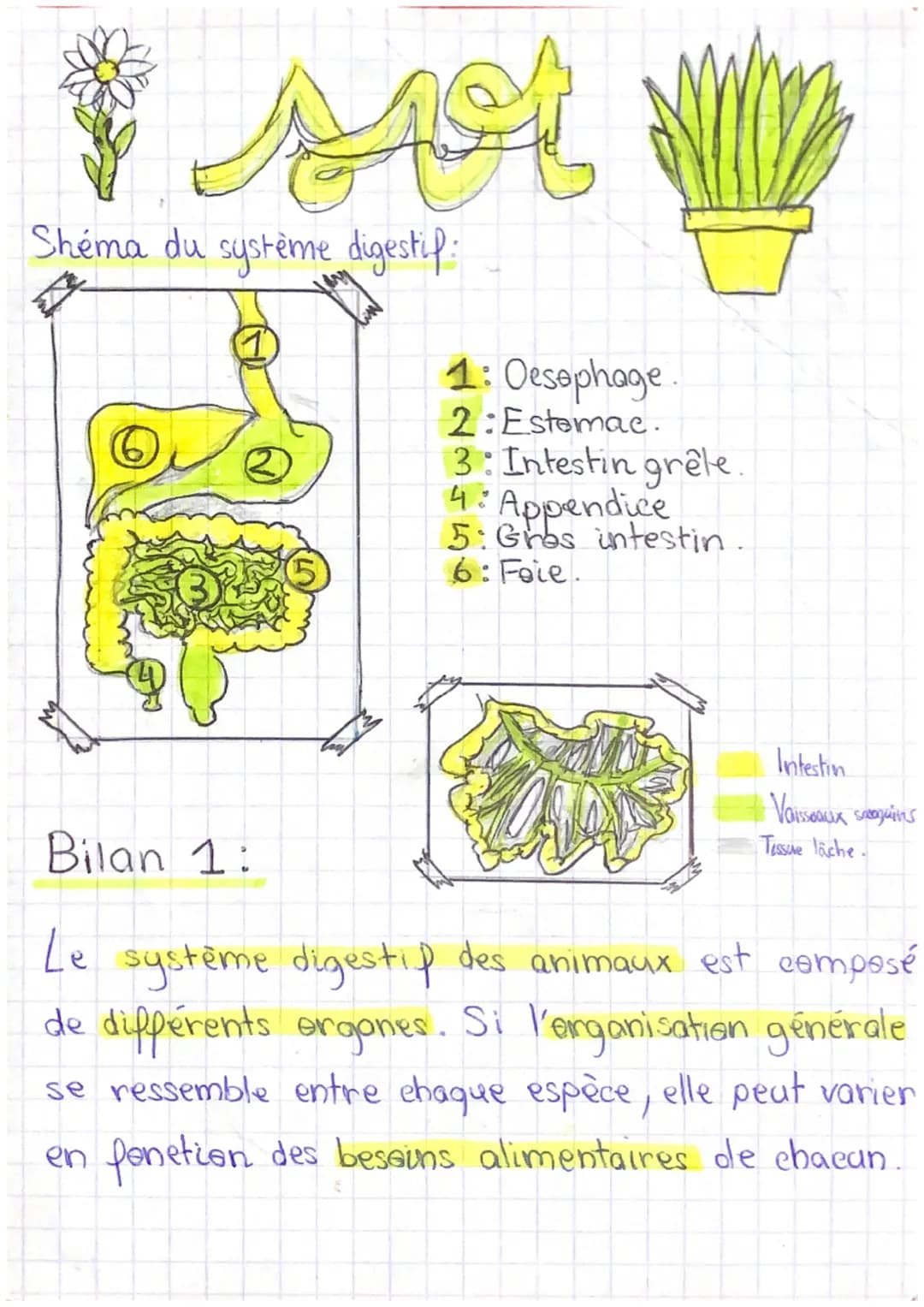1 st
Shéma du système digestif:
1: Oesophage.
2:Estomac.
3: Intestin grele.
4: Appendice
5: Gros intestin.
6: Foie.
Intestin
Vaisseaux segui
