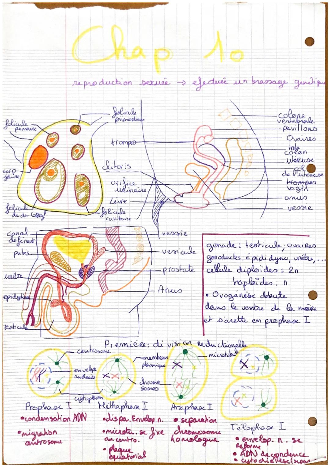 folicule
primen
corp
Jaune
felicula
de de Graaf
Canal
deferent
pubis
upite
epidydi
Keoticule
Chap to
reproduction sexuée ->
Solicule
Primord