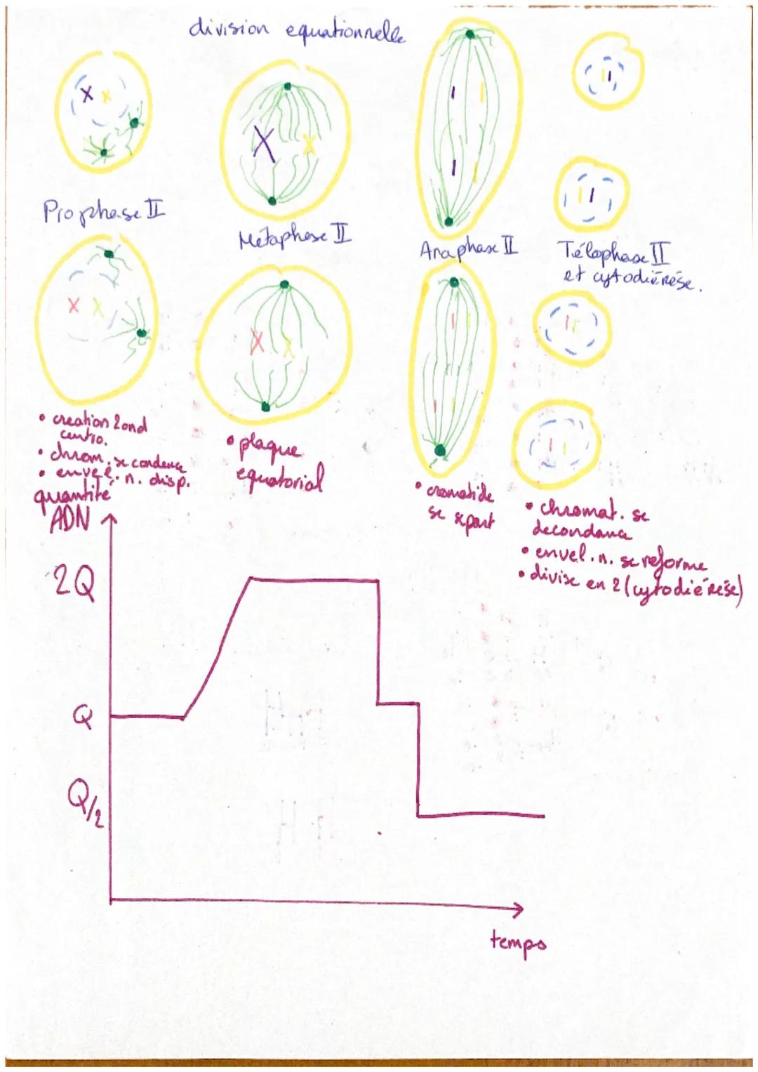 folicule
primen
corp
Jaune
felicula
de de Graaf
Canal
deferent
pubis
upite
epidydi
Keoticule
Chap to
reproduction sexuée ->
Solicule
Primord