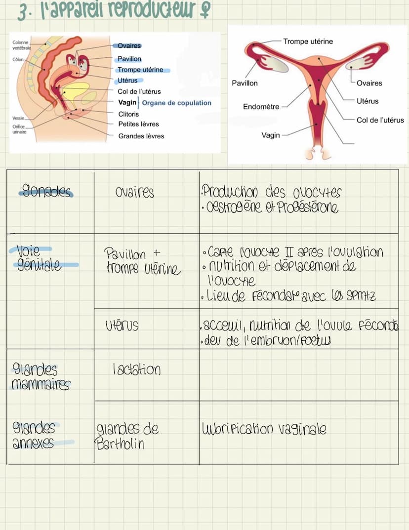 
<p>L'ovogenèse</p>
<p>L'ovogenèse est le processus de formation des ovocytes chez la femme. Elle se déroule en plusieurs étapes, dont l'ovo