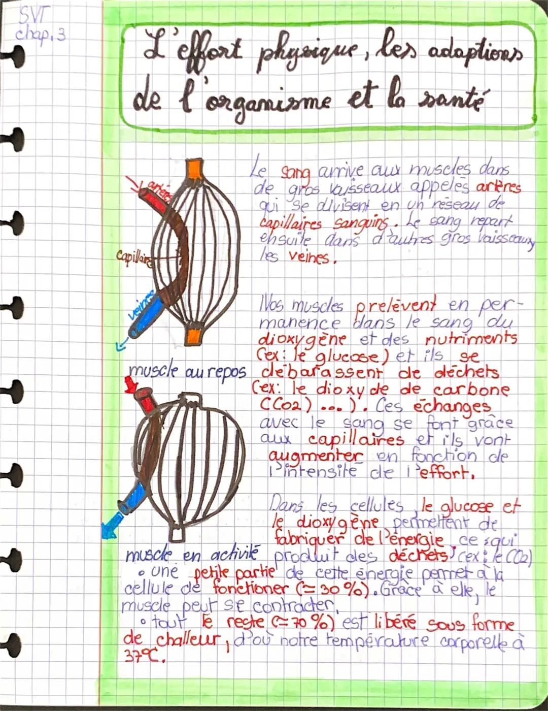 Évaluation SVT 5ème Effort Physique PDF avec Correction - Tout sur les Effets sur l'Organisme et les Capillaires Sanguins