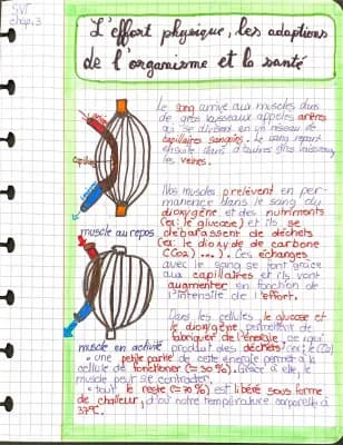 Know L’effort physique,les adaptions de l’organisme et la santé (cours de 5e,SVT) thumbnail