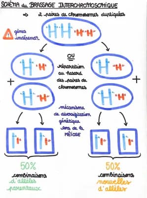 Know Schéma du Brassage Interchromosomique thumbnail